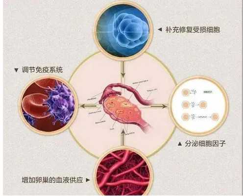 2025年最新供卵试管助孕医院排名与现状分析